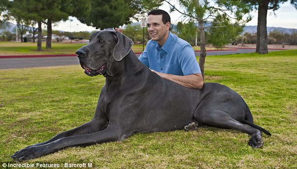 Самая большая собака в мире дог Джордж