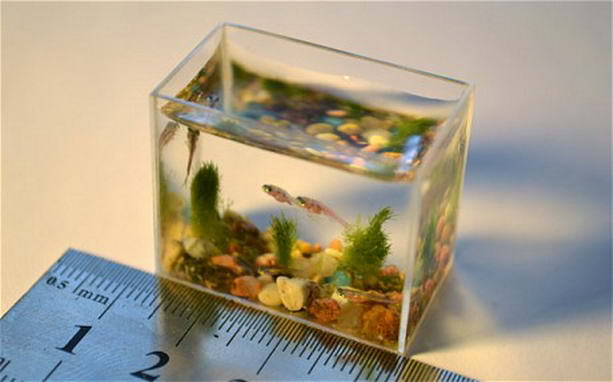 самый маленький аквариум