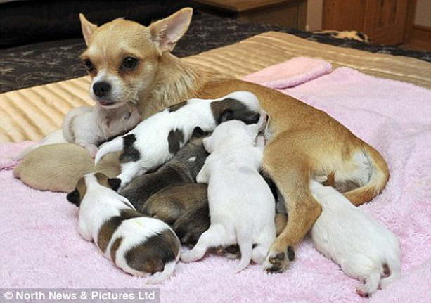 чихуахуа родившая 10 щенков в Книге рекордов Гиннеса