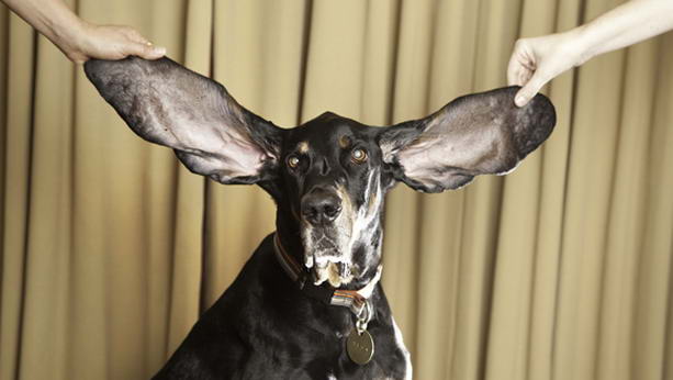 собака с самыми длинными ушами в мире