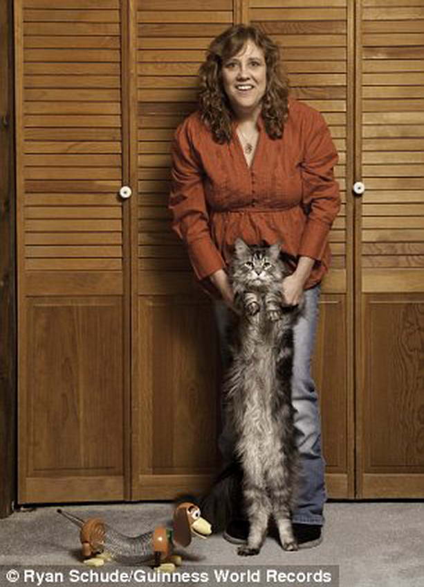 самая длинная кошка в мире