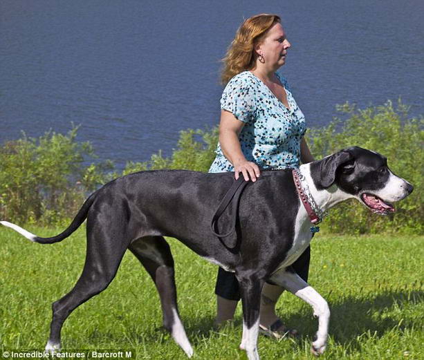самая большая собака