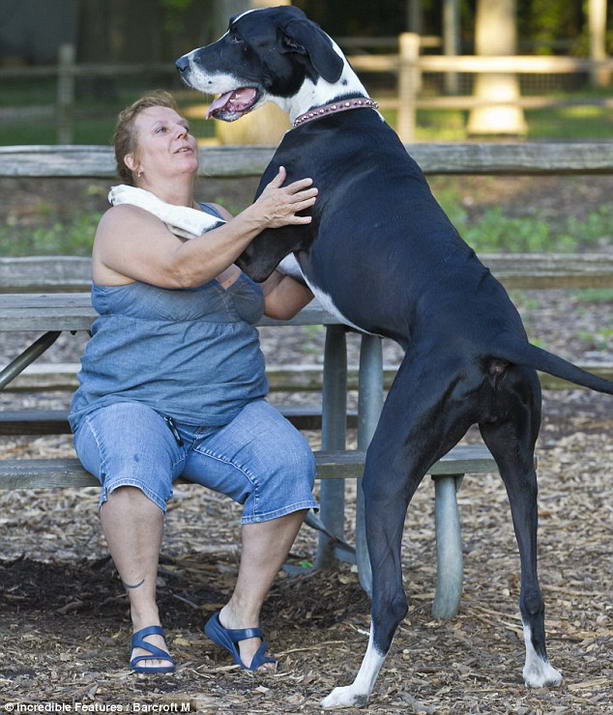 самая большая собака-сука в мире