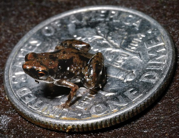 самая маленькая лягушка в мире
