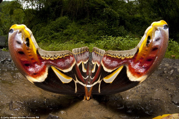 Самая большая в мире бабочка
