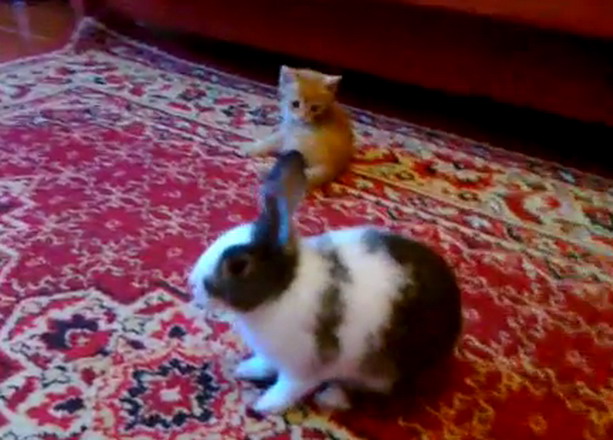 котенок против кролика