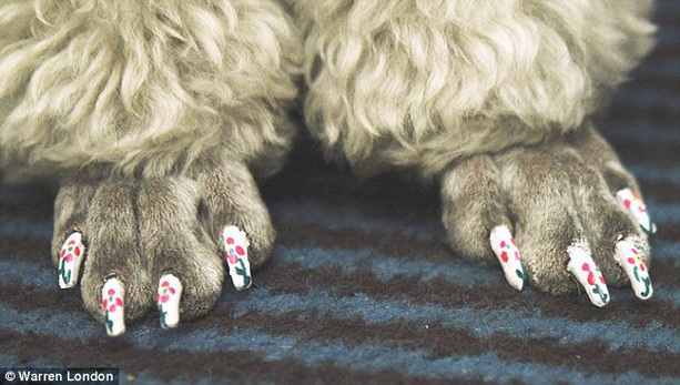 накрашенные ногти у собак