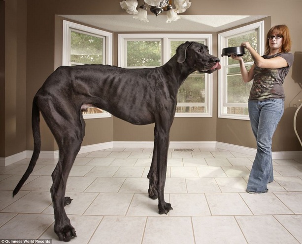 Самая высокая собака датский дог Зевс