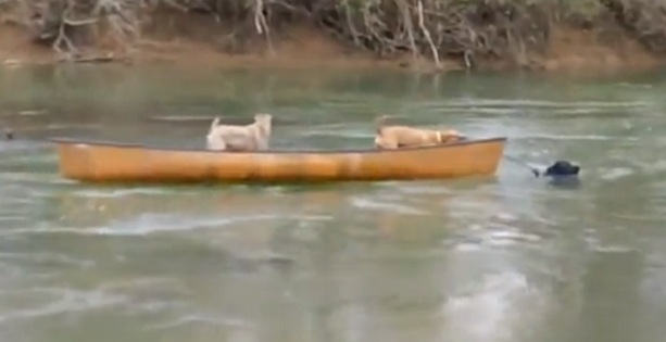 собаки спасение лодка