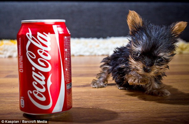 Самая маленькая собака в мире Мейси