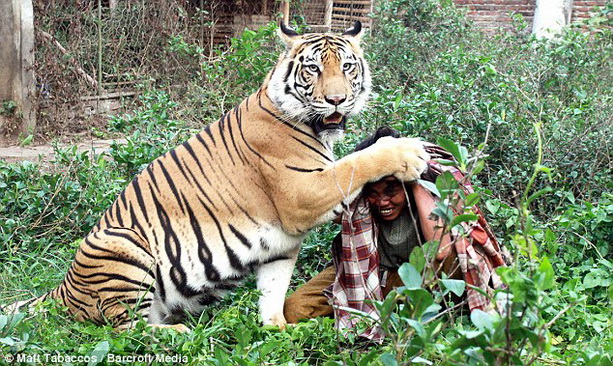 необычная дружба человек и тигр
