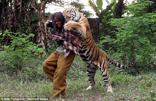 странная дружба человек и тигр