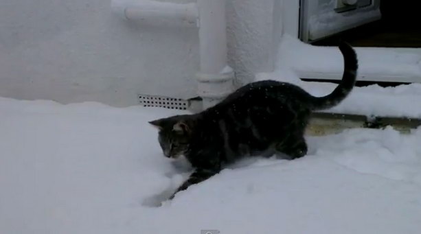 Первый снег и кот
