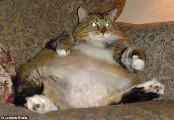 жирная кошка