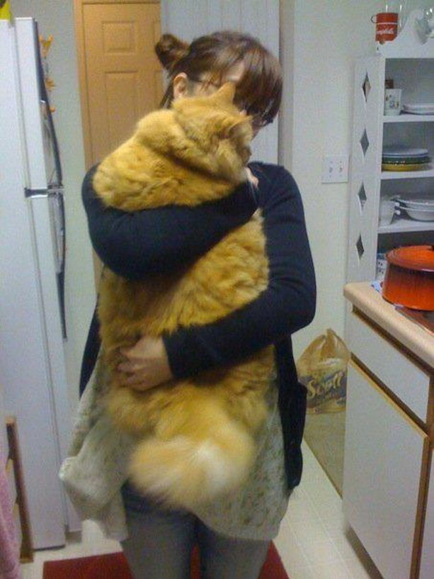 огромный кот