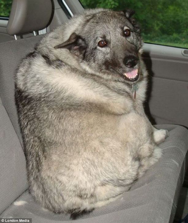 жирный пес