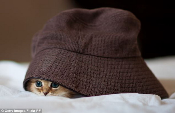 котенок шляпа