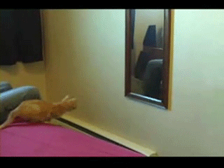 cat_vs_mirror