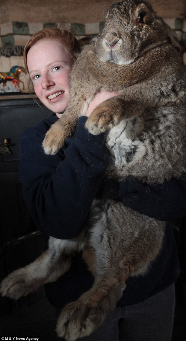 Ральф - самый крупный кролик