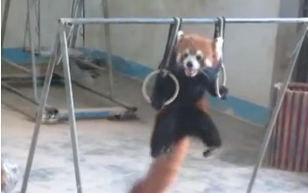 Красная панда на кольцах