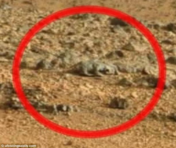ящерица на Марсе