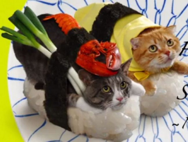 коты костюмы-суши