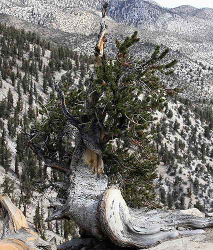 Сосна - 5000 лет в Национальном лесу Иньо, Калифорния