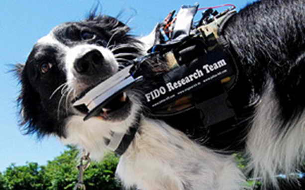 Служебные собаки с Google Glass