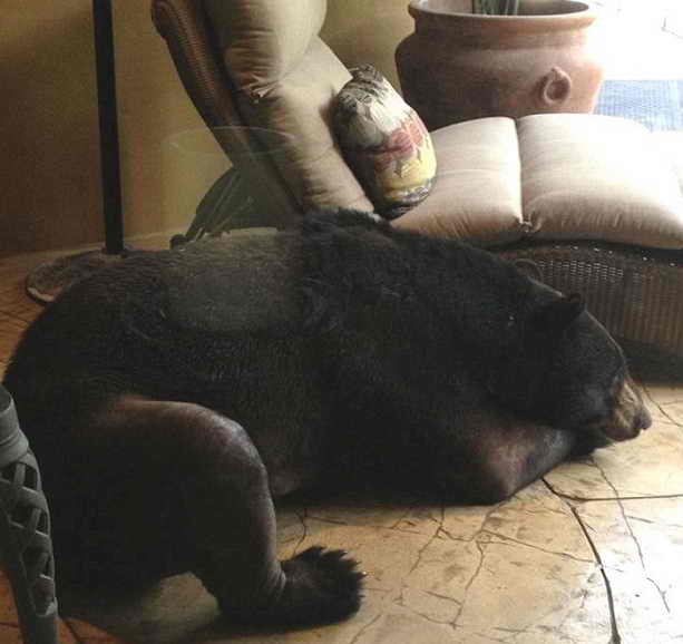Медведь спит на веранде