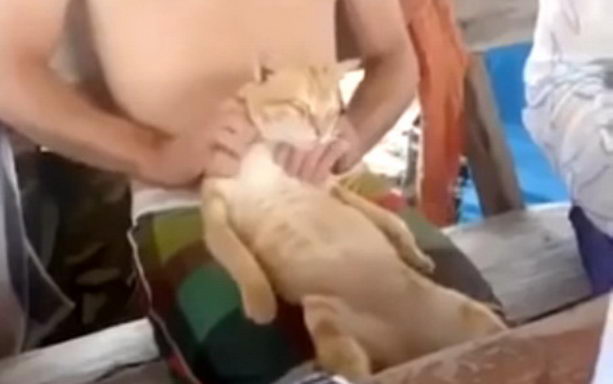 кот получает массаж