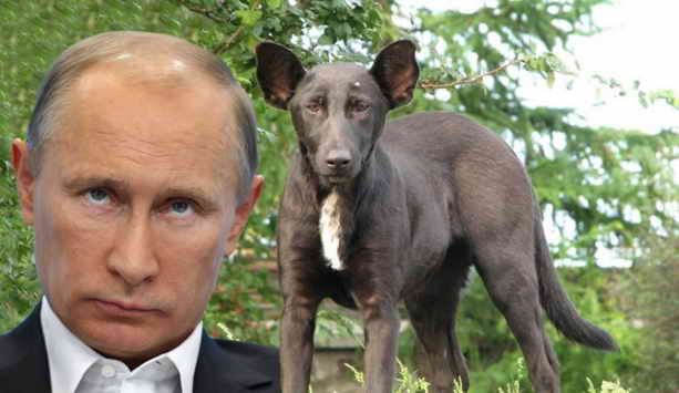 Путин и собака