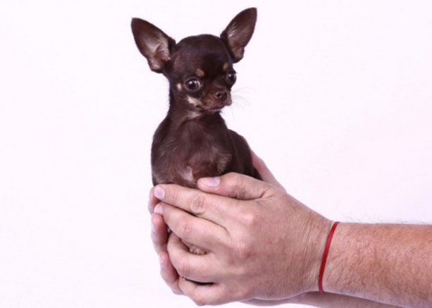 самая маленькая собака - чихуахуа Милли