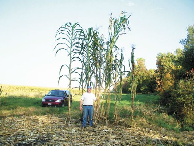 Самая высокая кукуруза