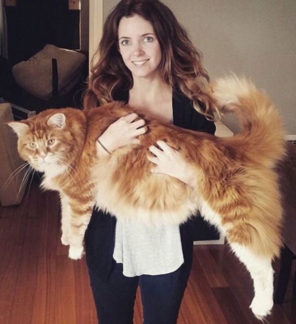 самый большой кот в мире мейн-кун