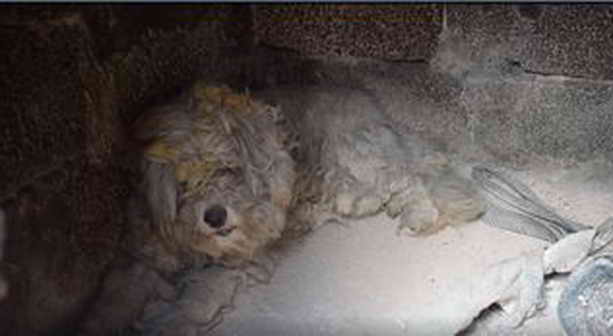 В Греции во время пожаров пес спасся спрятавшись в печи