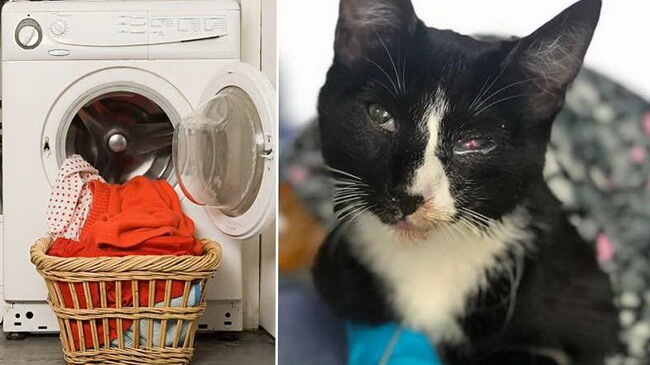 Котенок выжил в стиральной машинке