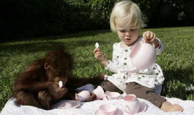 пить вода чай ребенок обезьяна