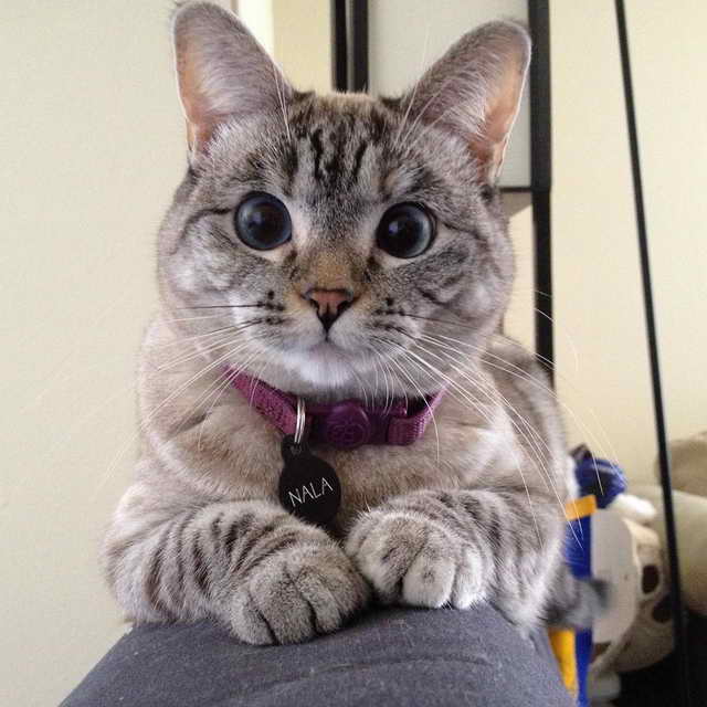 Самая популярная кошка Инстаграм Нала - 4,3 млн. подписчиков