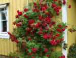Роза Фламентанц – выращивание и уход