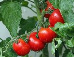 Методы лечения кладоспориоза (вершинной гнили) помидоров