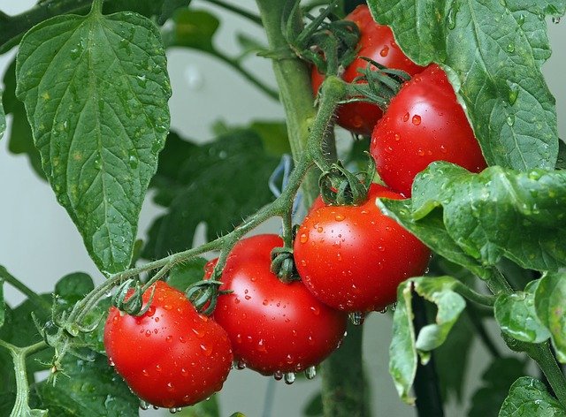 Методы лечения кладоспориоза (вершинной гнили) помидоров